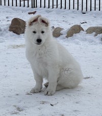 a white puppy sitting in the snow in front of a fence