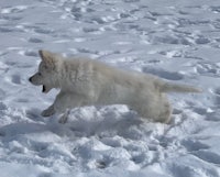 a white puppy running in the snow