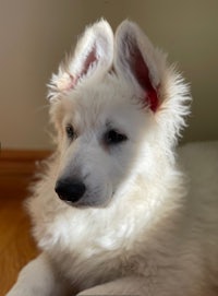 a white german shepherd puppy laying on the floor