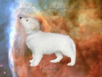a white dog standing in front of a galaxy