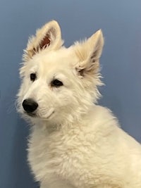 a white dog sitting in front of a blue wall