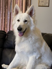 a white dog sitting on a black couch