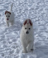 two white puppies running in the snow