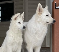 two white german shepherds standing in front of a house